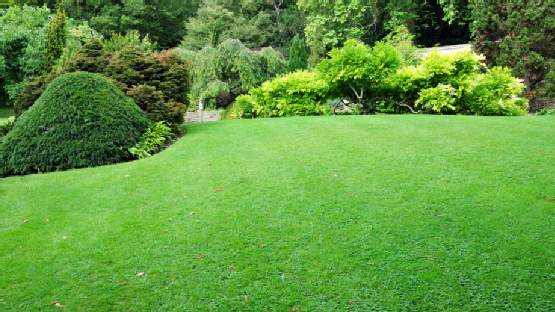 Peaceful Green Garden