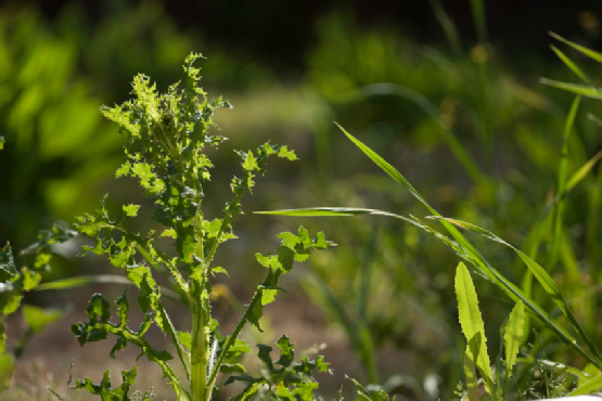 Weeds in Backyard Garden