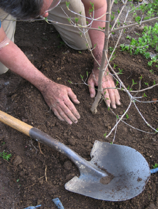 Planting a tree