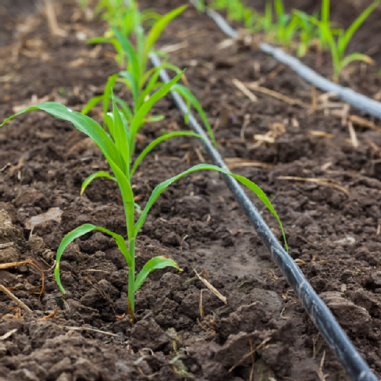 Corn field growing with drip irrigation system.